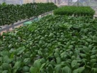 Urban Farming oleh Sarana Jaya di Nuansa Pondok Kelapa, Jakarta Timur