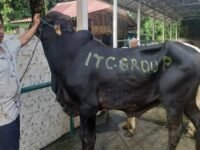 Yayasan Muslim Sinar Mas Land Salurkan Ratusan Hewan Kurban Tanpa Sampah Plastik 