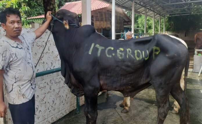 Yayasan Muslim Sinar Mas Land Salurkan Ratusan Hewan Kurban Tanpa Sampah Plastik 