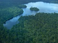 Hutan seabagai paru-paru dunia