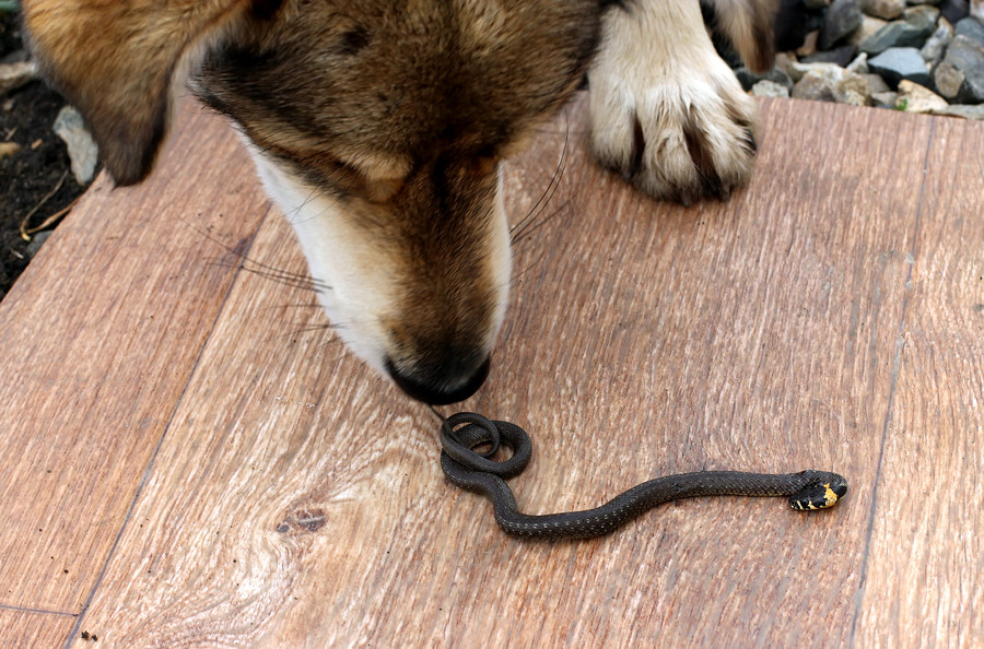 anjing usir ular dari rumah