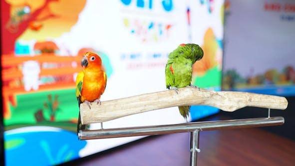 Pet Show 2025, Jakarta International Pet Show, hewan peliharaan, Pet Show, pameran hewan peliharaan, JIPS 2025, jiexpo kemayoran
