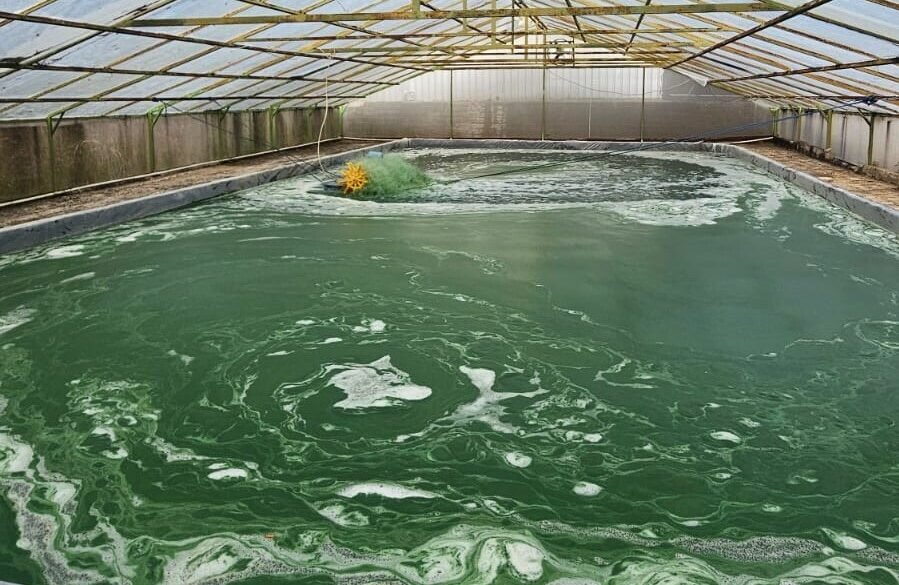 Kolam budidaya microalgae berwarna hijau di Klaten, Jawa Tengah, sebagai bagian dari inovasi pembangunan berkelanjutan untuk penyerapan emisi karbon pembangunan.