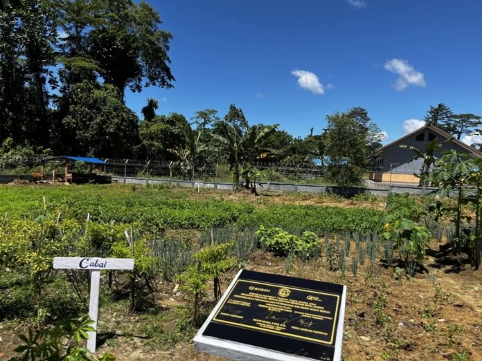 bosch-kebun-produktif-sdn-muko-nabire Lahan kebun produktif SDN Muko hasil inisiatif Bosch untuk ketahanan pangan di Nabire.