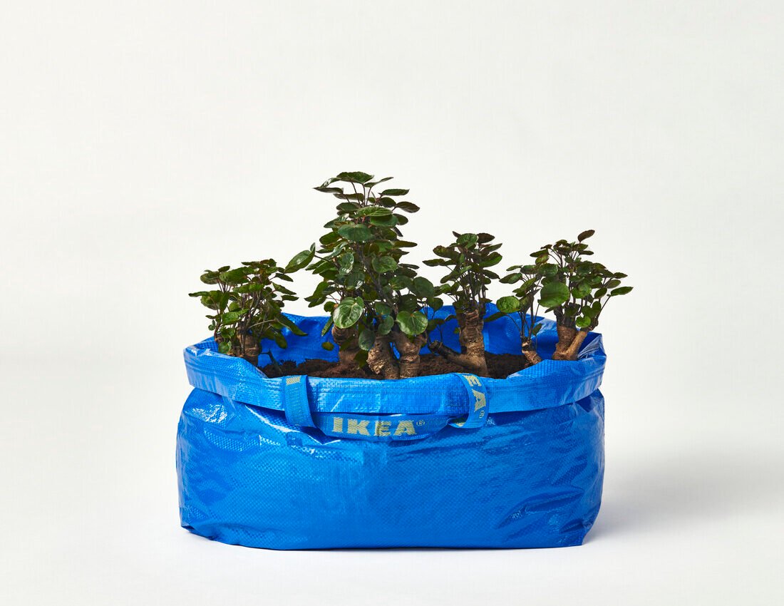 Tas biru IKEA FRAKTA berbahan daur ulang dimanfaatkan secara kreatif sebagai wadah media tanam dan tanaman hias hijau